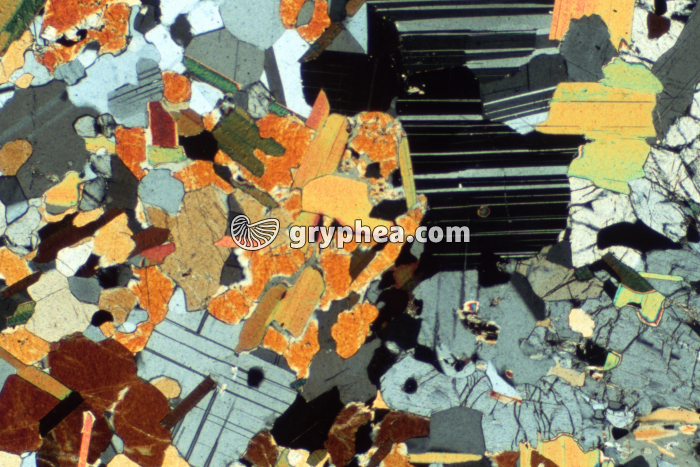 Granulite LPA x10 - gryphea.org